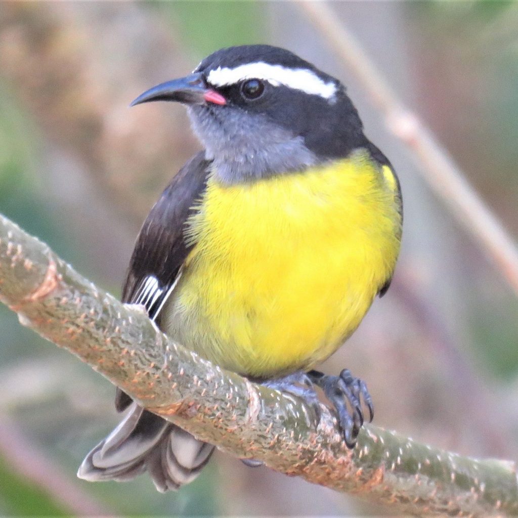 Photo d'un oiseau appelé sucrier à ventre jaune